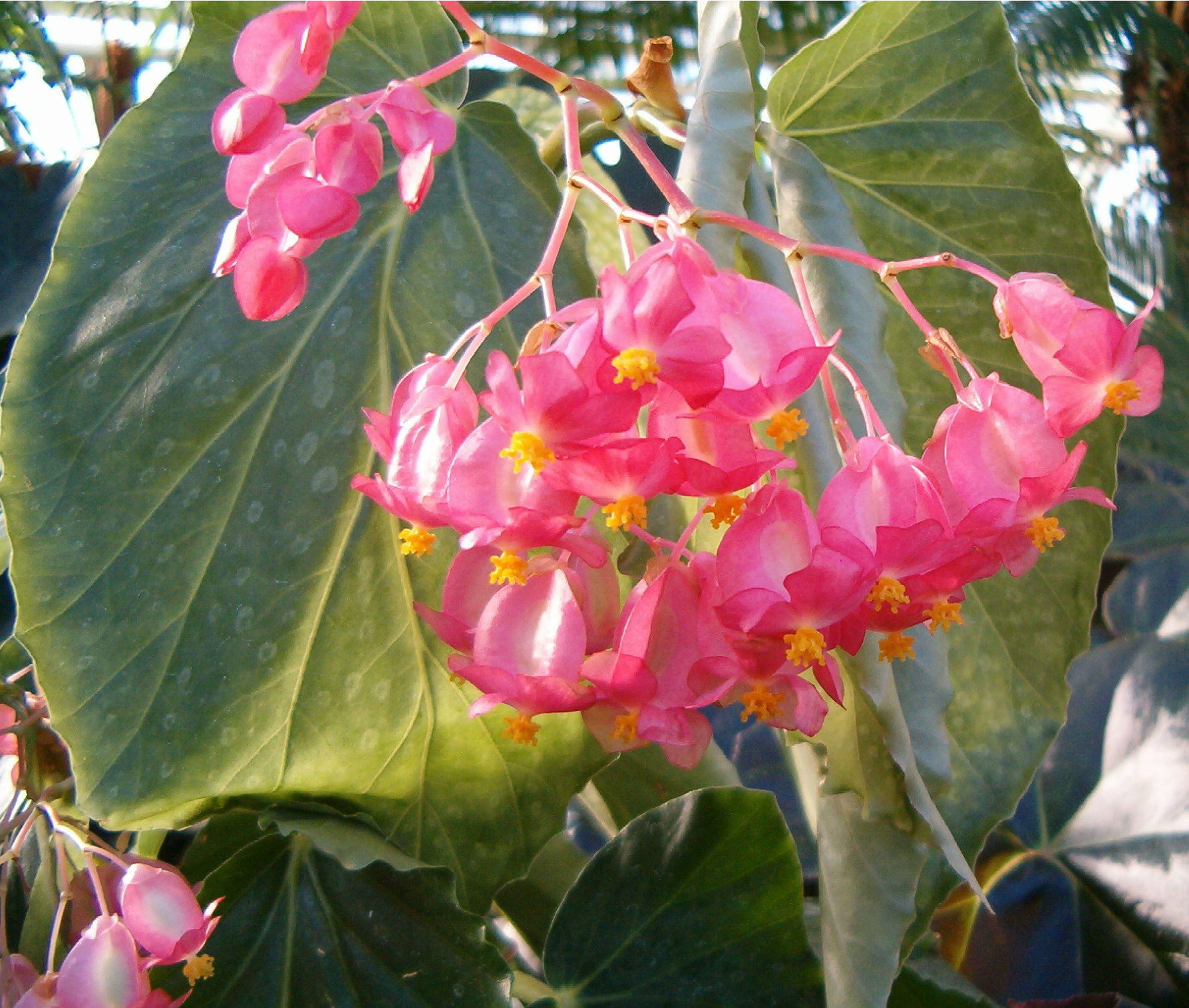 B. ‘Corallina President Carnot ’